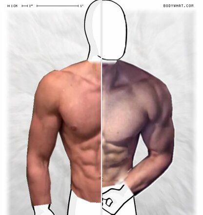Torso Comparison