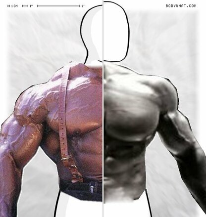 Torso Comparison