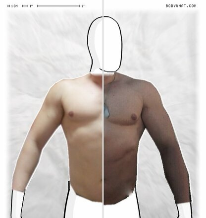 Torso Comparison