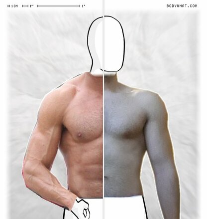 Torso Comparison