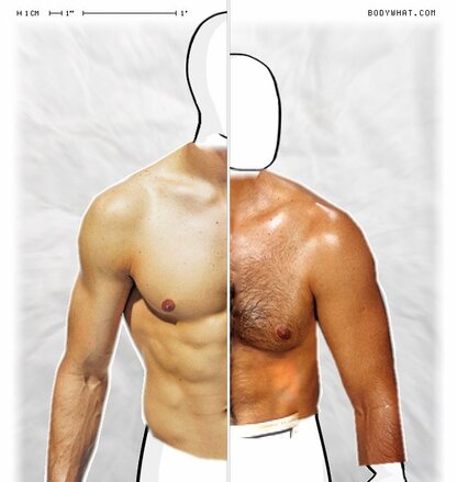 Torso Comparison