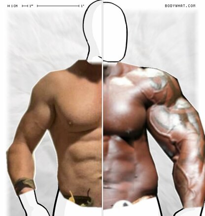 Torso Comparison