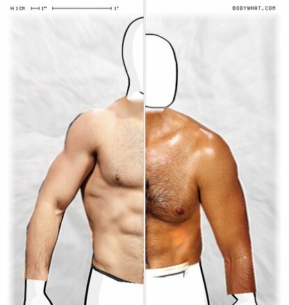 Torso Comparison