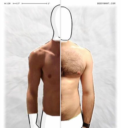 Torso Comparison