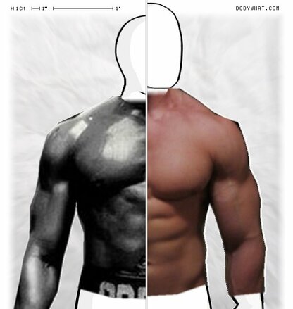Torso Comparison