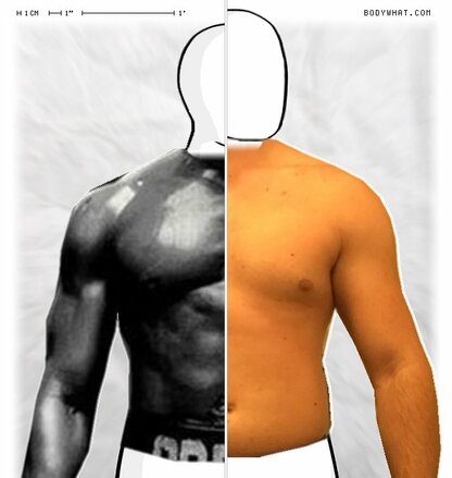 Torso Comparison