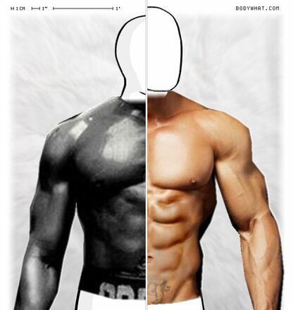 Torso Comparison