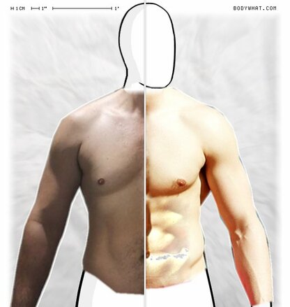 Torso Comparison