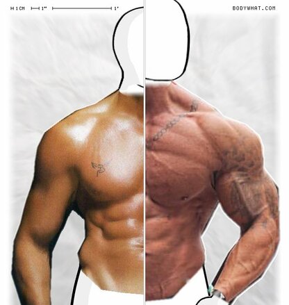 Torso Comparison