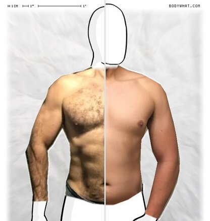 Torso Comparison