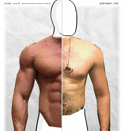 Torso Comparison