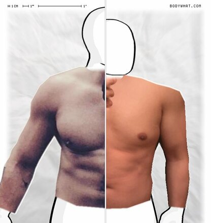 Torso Comparison