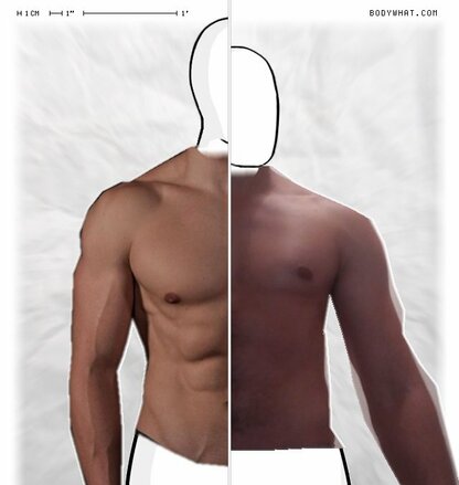 Torso Comparison
