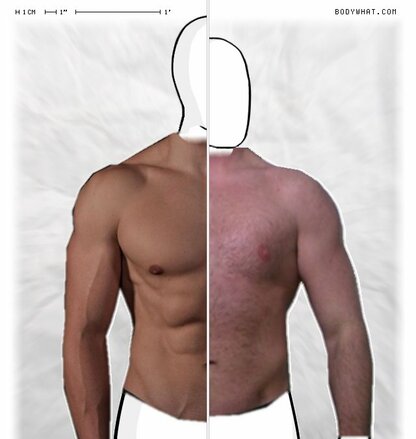 Torso Comparison