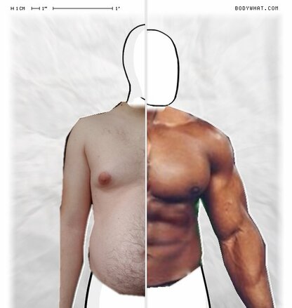 Torso Comparison