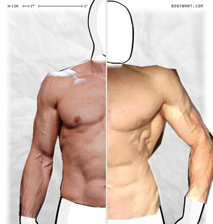 Torso Comparison