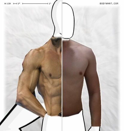Torso Comparison