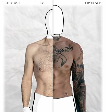 Torso Comparison