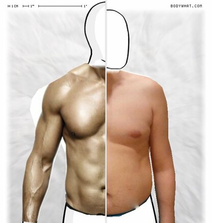 Torso Comparison