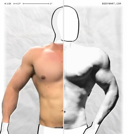 Torso Comparison