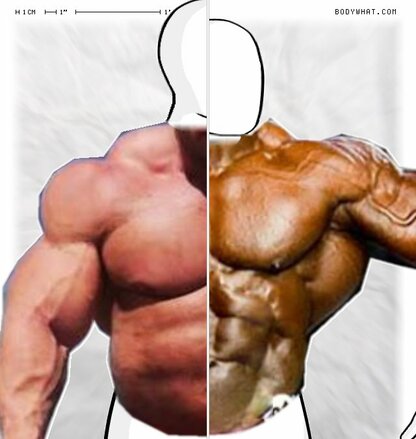 Torso Comparison