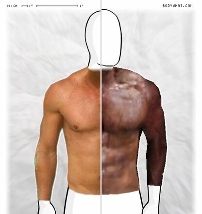 Torso Comparison