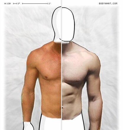 Torso Comparison