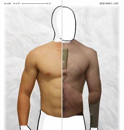 Torso Comparison