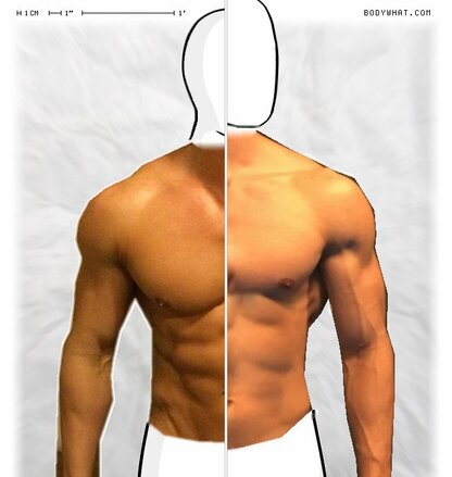 Torso Comparison