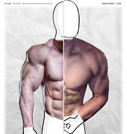 Torso Comparison