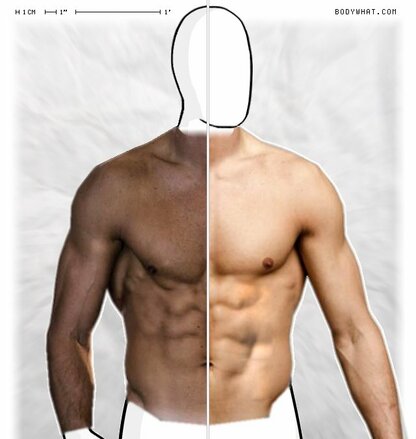 Torso Comparison