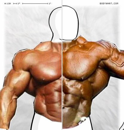 Torso Comparison