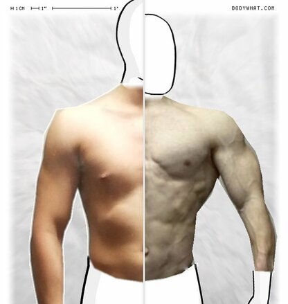 Torso Comparison