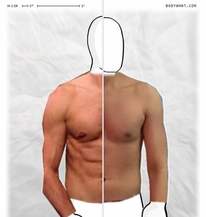 Torso Comparison