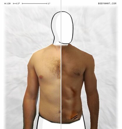 Torso Comparison