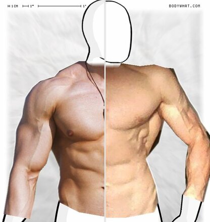 Torso Comparison