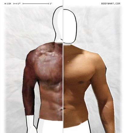 Torso Comparison