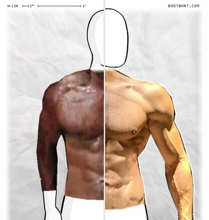 Torso Comparison