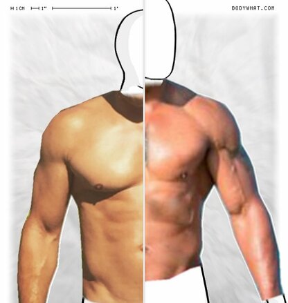 Torso Comparison