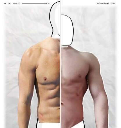 Torso Comparison