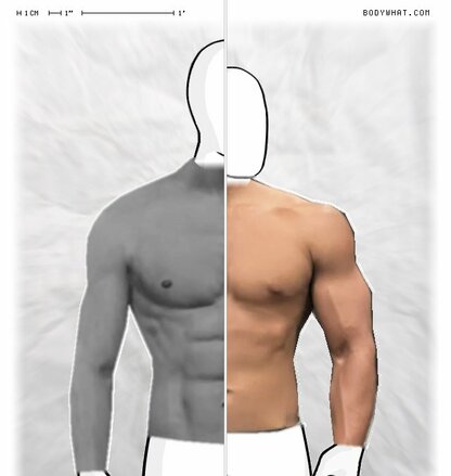 Torso Comparison