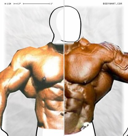 Torso Comparison