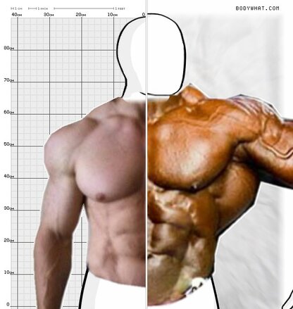 Torso Comparison