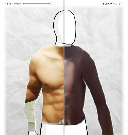 Torso Comparison