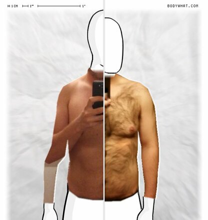 Torso Comparison