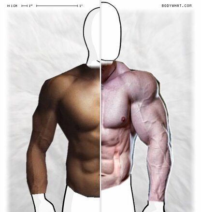 Torso Comparison