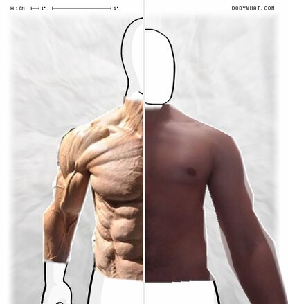 Torso Comparison