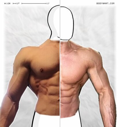 Torso Comparison