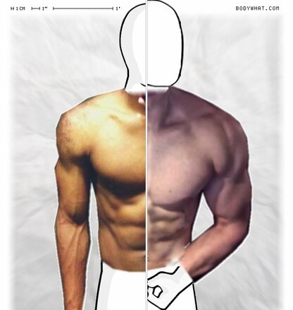 Torso Comparison