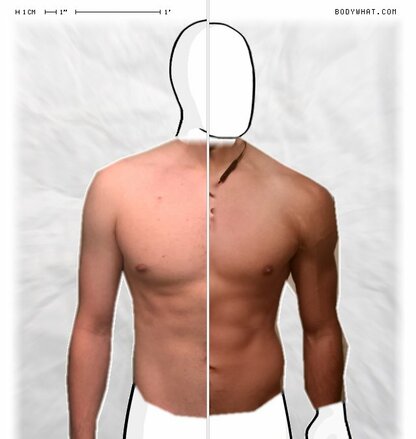 Torso Comparison